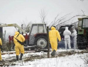 Almanya’da 35 yıl sonra şap vakası görüldü